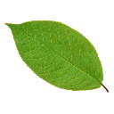 pngwing.com (11)