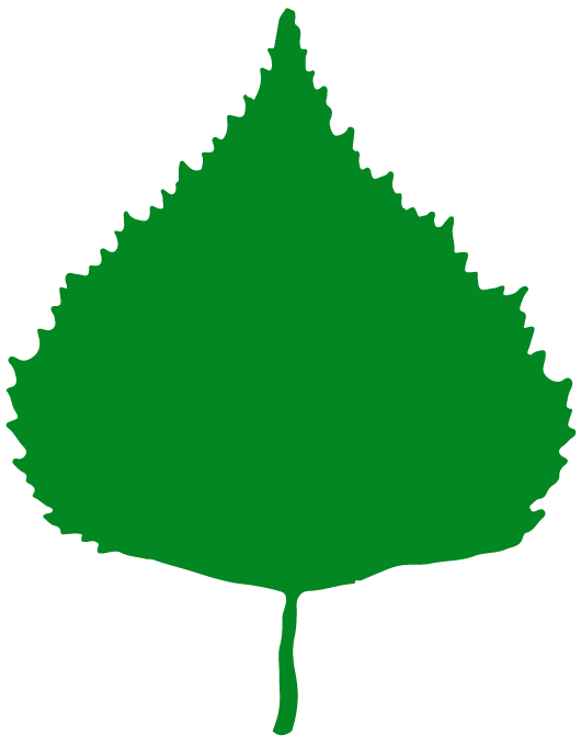 Betula pendula