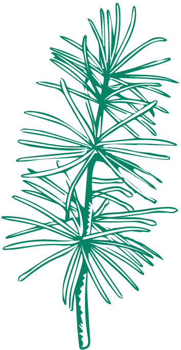 Cedrus atlantica