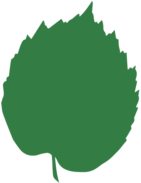 Corylus avellana