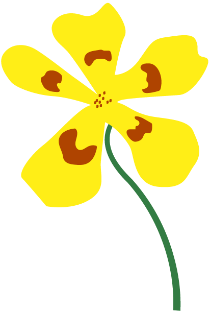 Helianthemum salicifolium