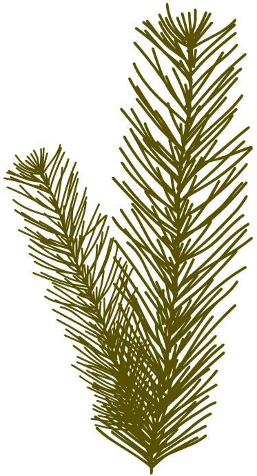 Pinus halepensys