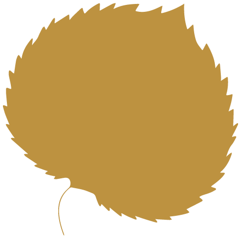 Tilia cordata